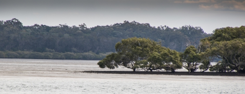 garry's anchorage mangroves